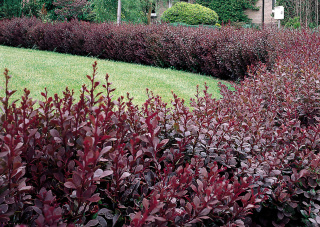 Berberys Thunberga 'Atropurpurea'