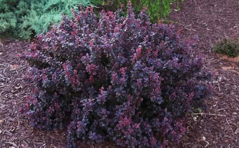 Berberys Thunberga 'Atropurpurea'