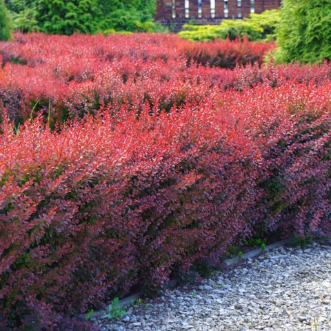 Berberys Thunberga 'Atropurpurea'