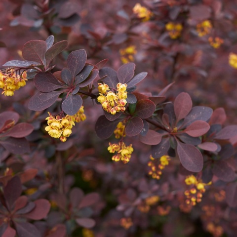 Berberys Thunberga 'Atropurpurea'