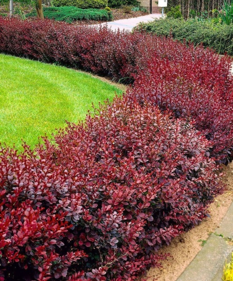 Berberys Thunberga 'Atropurpurea'