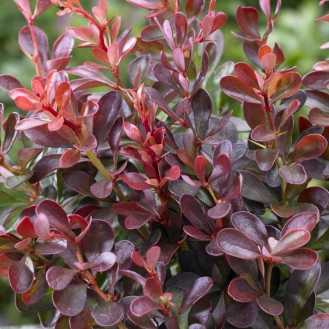 Berberys Thunberga 'Atropurpurea'