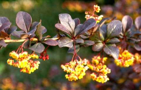 Berberys Thunberga 'Atropurpurea'