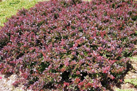Berberys Thunberga 'Atropurpurea'
