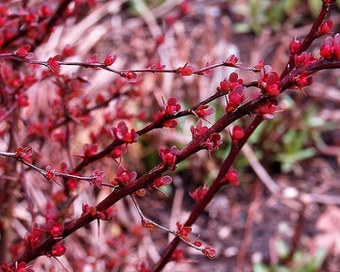 Berberys Thunberga 'Atropurpurea'