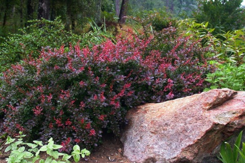 Berberys Thunberga 'Atropurpurea'