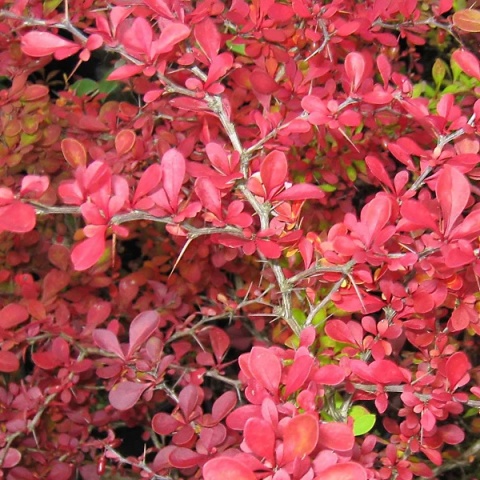 Berberys Thunberga 'Atropurpurea'