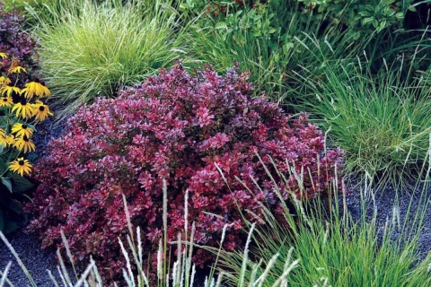 Berberys Thunberga 'Atropurpurea'