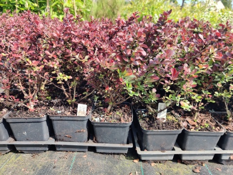 Sadzonki Berberys Thunberga 'Atropurpurea'