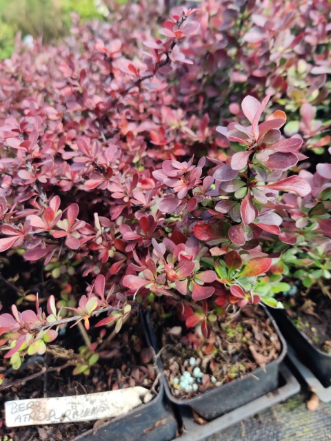 Sadzonki Berberys Thunberga 'Atropurpurea'