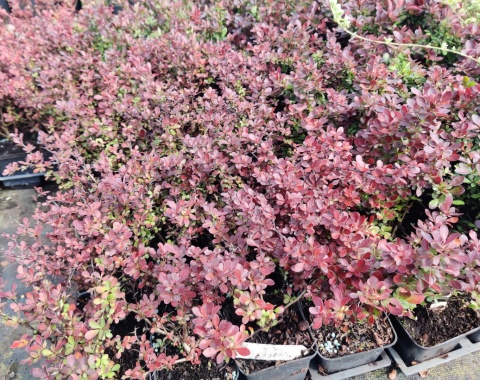 Sadzonki Berberys Thunberga 'Atropurpurea'