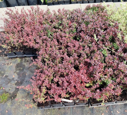Sadzonki Berberys Thunberga 'Atropurpurea'