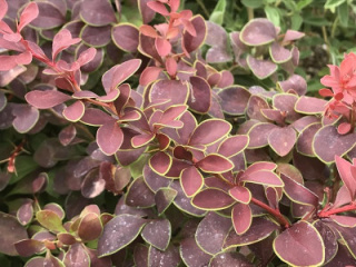 Berberys Thunberga 'Golden Ring'