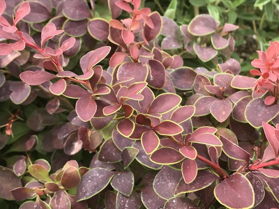 Berberys Thunberga 'Golden Ring'