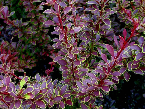 Berberys Thunberga 'Golden Ring'