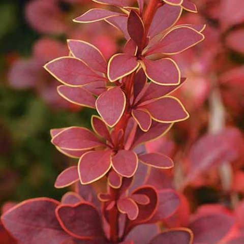 Berberys Thunberga 'Golden Ring'
