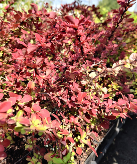 Sadzonki Berberys Thunberga 'Golden Ring'