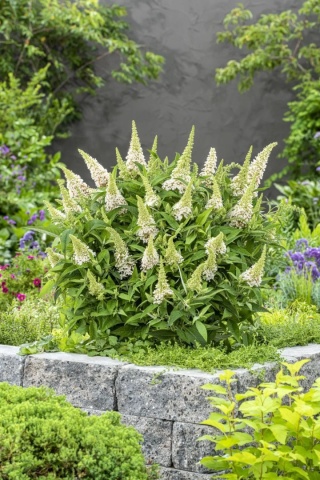 Budleja Dawida 'Little White'