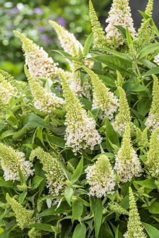 Budleja Dawida 'Little White'