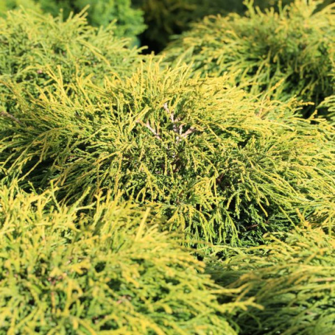 Cyprysik ‘Sungold’ Cyprysik ‘Sungold’