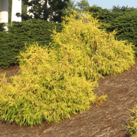 Cyprysik 'Golden Mop' Cyprysik 'Golden Mop'