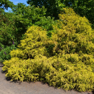 Cyprysik 'Golden Mop'