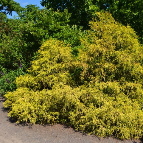 Cyprysik 'Golden Mop' Cyprysik 'Golden Mop'