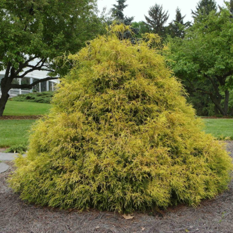Cyprysik 'Golden Mop' Cyprysik 'Golden Mop'