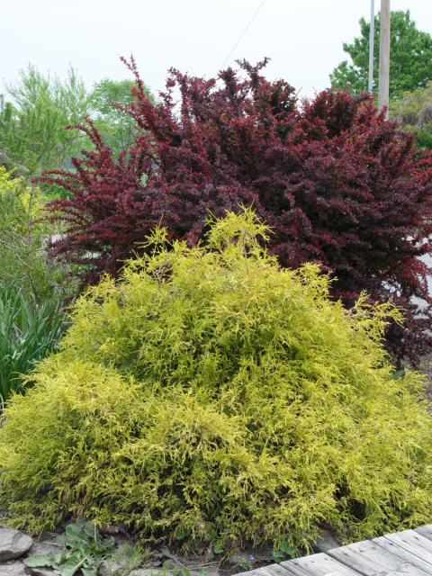 Cyprysik 'Golden Mop' Cyprysik 'Golden Mop'