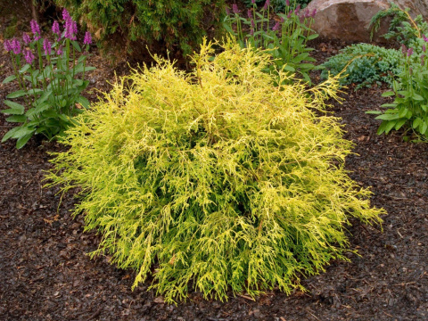 Cyprysik 'Golden Mop' Cyprysik 'Golden Mop'
