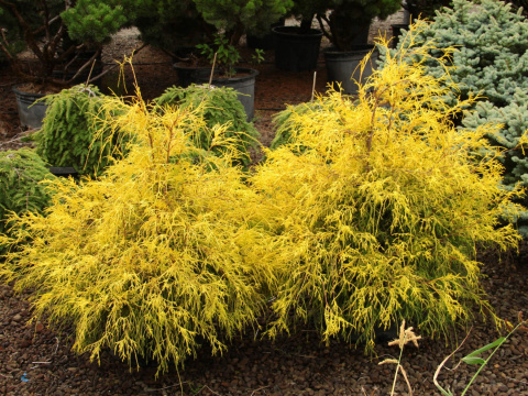 Cyprysik 'Golden Mop' Cyprysik 'Golden Mop'