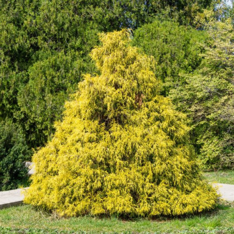 Cyprysik 'Golden Mop'