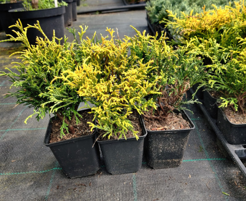 Sadzonki Cyprysik 'Golden Mop'