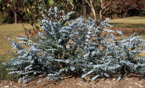 Eukaliptus 'Silver Dollar' Eukaliptus 'Silver Dollar'