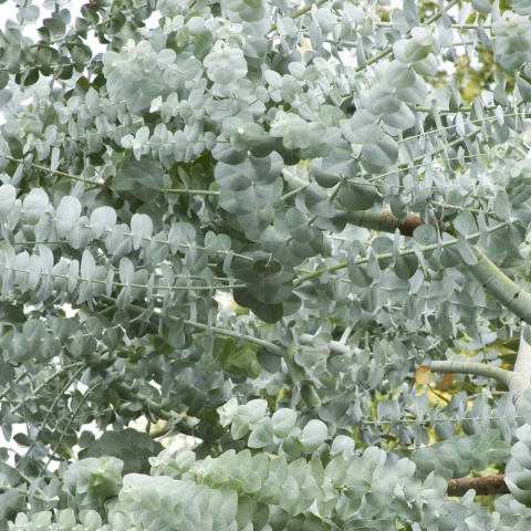 Eukaliptus 'Silver Dollar' Eukaliptus 'Silver Dollar'