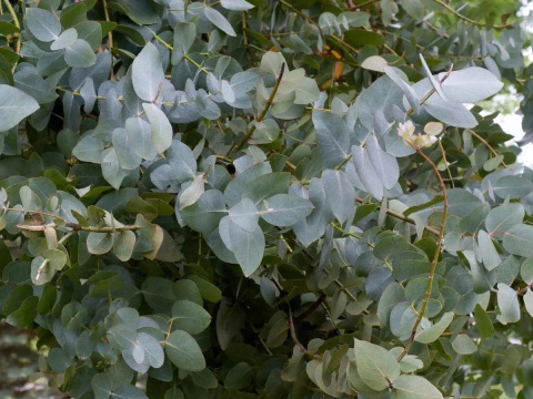 Eukaliptus 'Silver Dollar' Eukaliptus 'Silver Dollar'