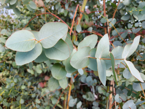 Eukaliptus 'Silver Dollar'