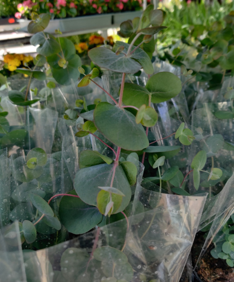 Sadzonki Eukaliptus 'Silver Dollar'