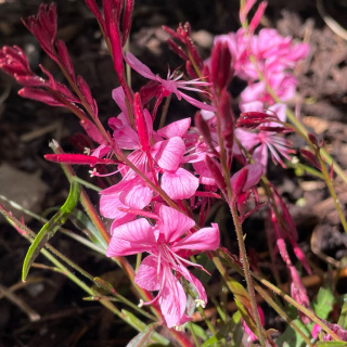 Gaura Lindheimera 'Rose'