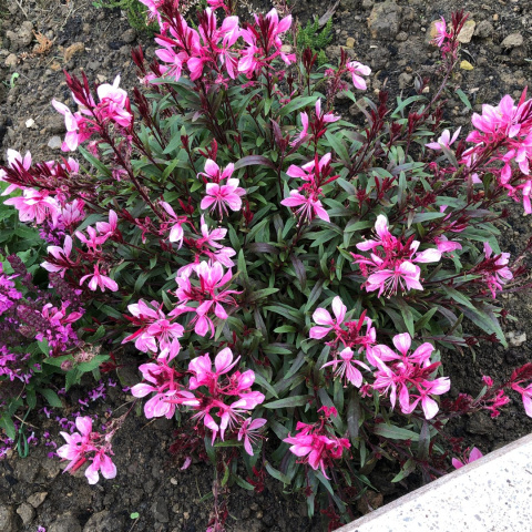 Gaura Lindheimera 'Rose' Gaura Lindheimera 'Rose'