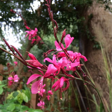 Gaura Lindheimera 'Rose' Gaura Lindheimera 'Rose'