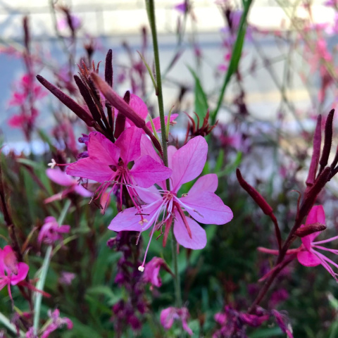 Gaura Lindheimera 'Rose' Gaura Lindheimera 'Rose'