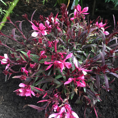 Gaura Lindheimera 'Rose' Gaura Lindheimera 'Rose'