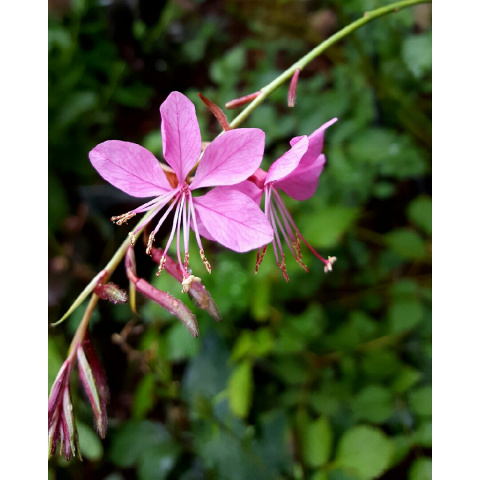 Gaura Lindheimera 'Rose'