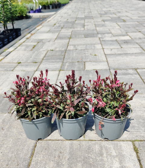 Sadzonki Gaura Lindheimera 'Rose'