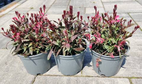 Sadzonki Gaura Lindheimera 'Rose'