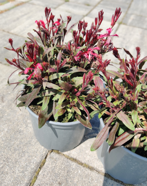 Sadzonki Gaura Lindheimera 'Rose'