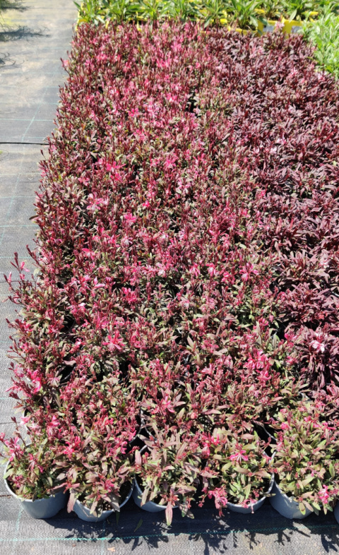 Sadzonki Gaura Lindheimera 'Rose'