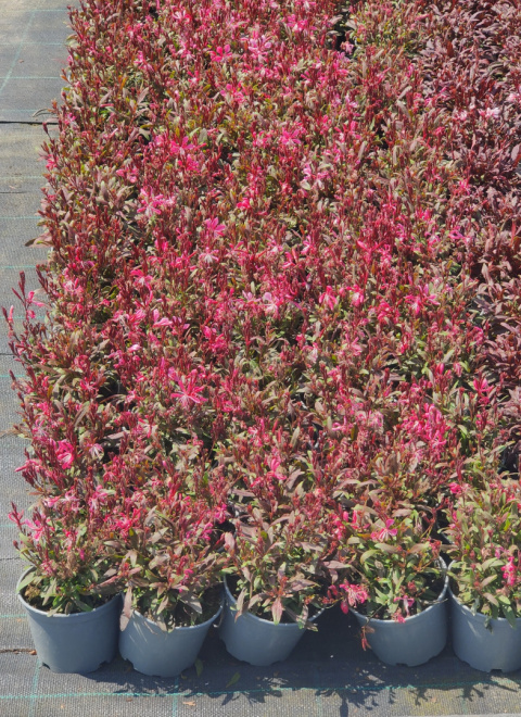 Sadzonki Gaura Lindheimera 'Rose'