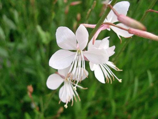 Gaura Lindheimera 'White'